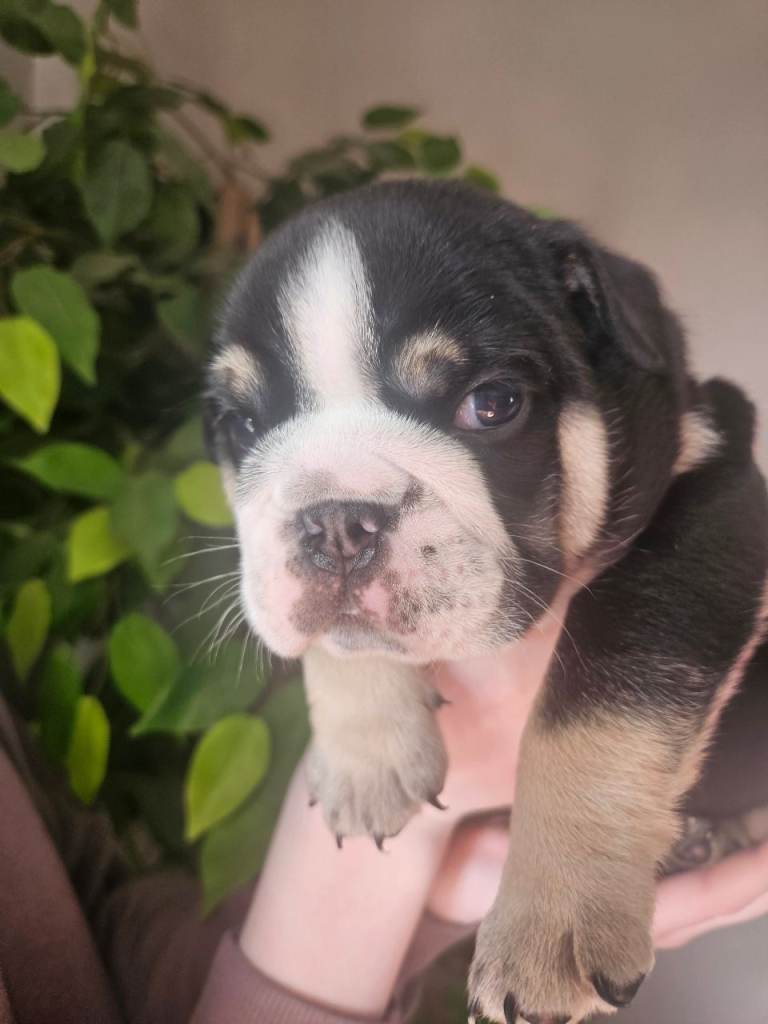   7 week old black tri bulldog 