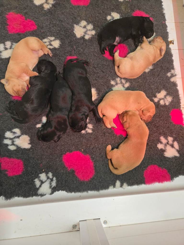 Exceptionally well bred KC registered Labrador pups 