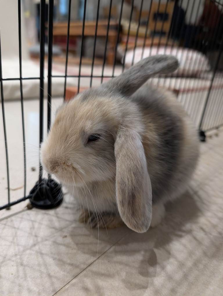 Rabbits