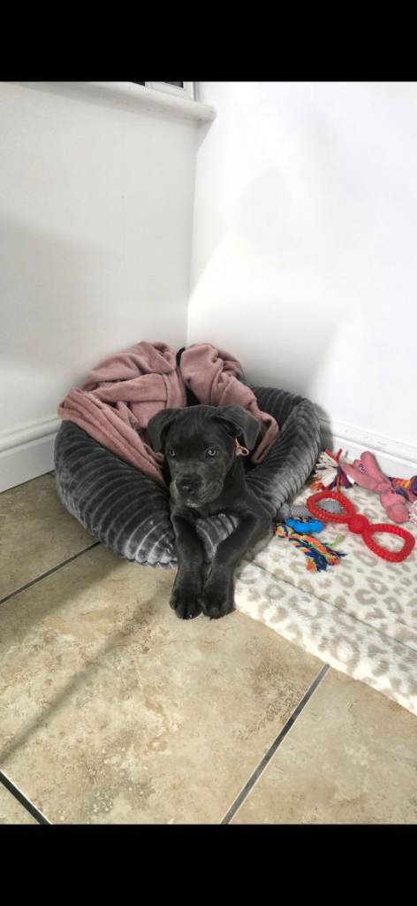 16 week old cane corso