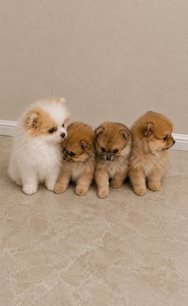 Pomeranian Puppy (1 boy left)