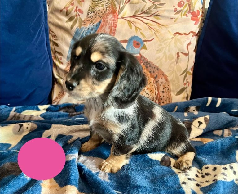 🐶 Docker puppies 🐶