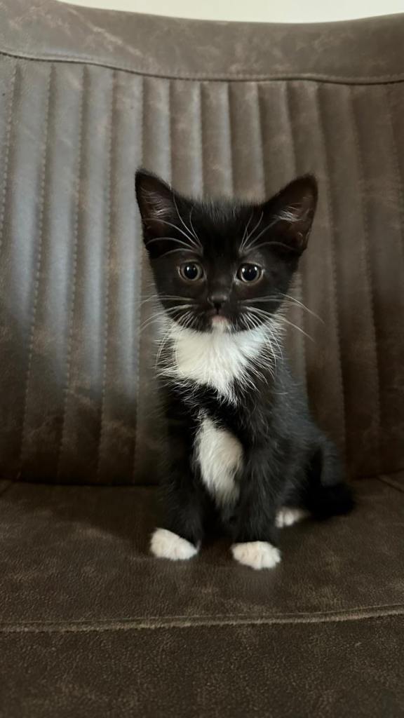 Adorable Ginger & Black Kittens (Ready to leave)