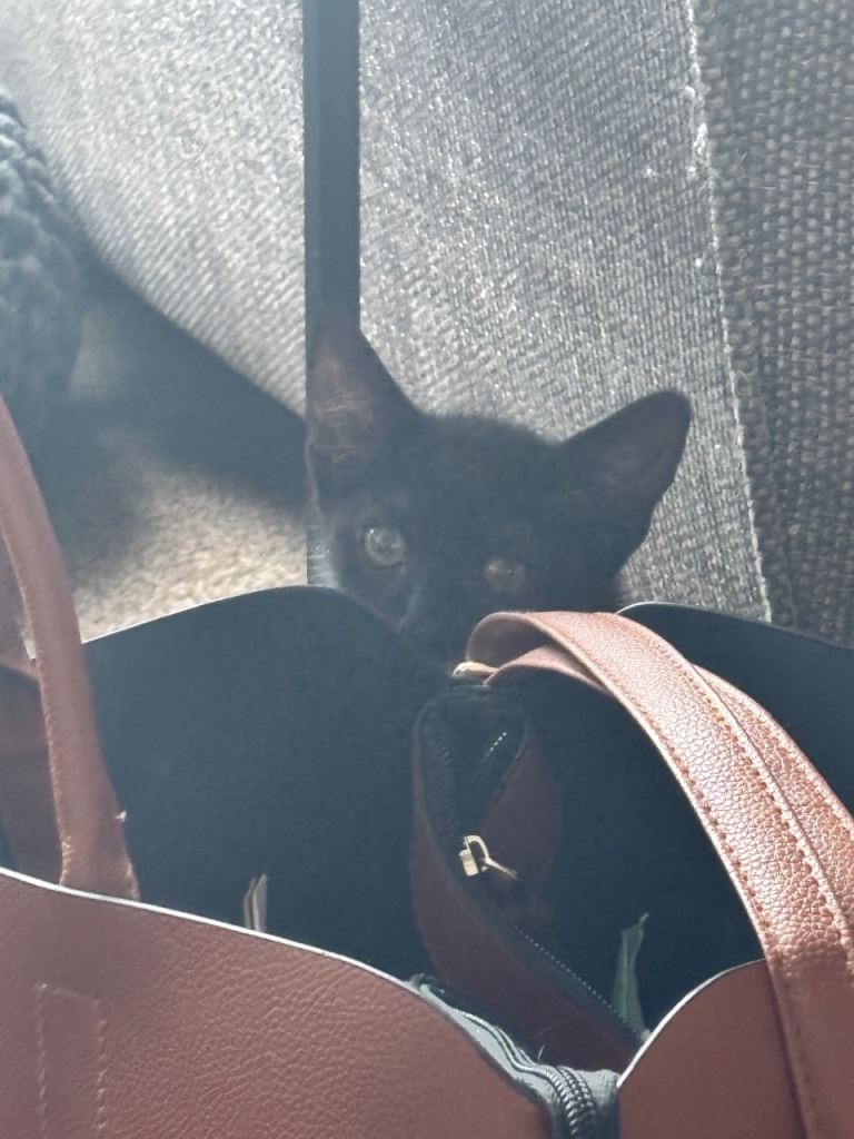 Female kitten 