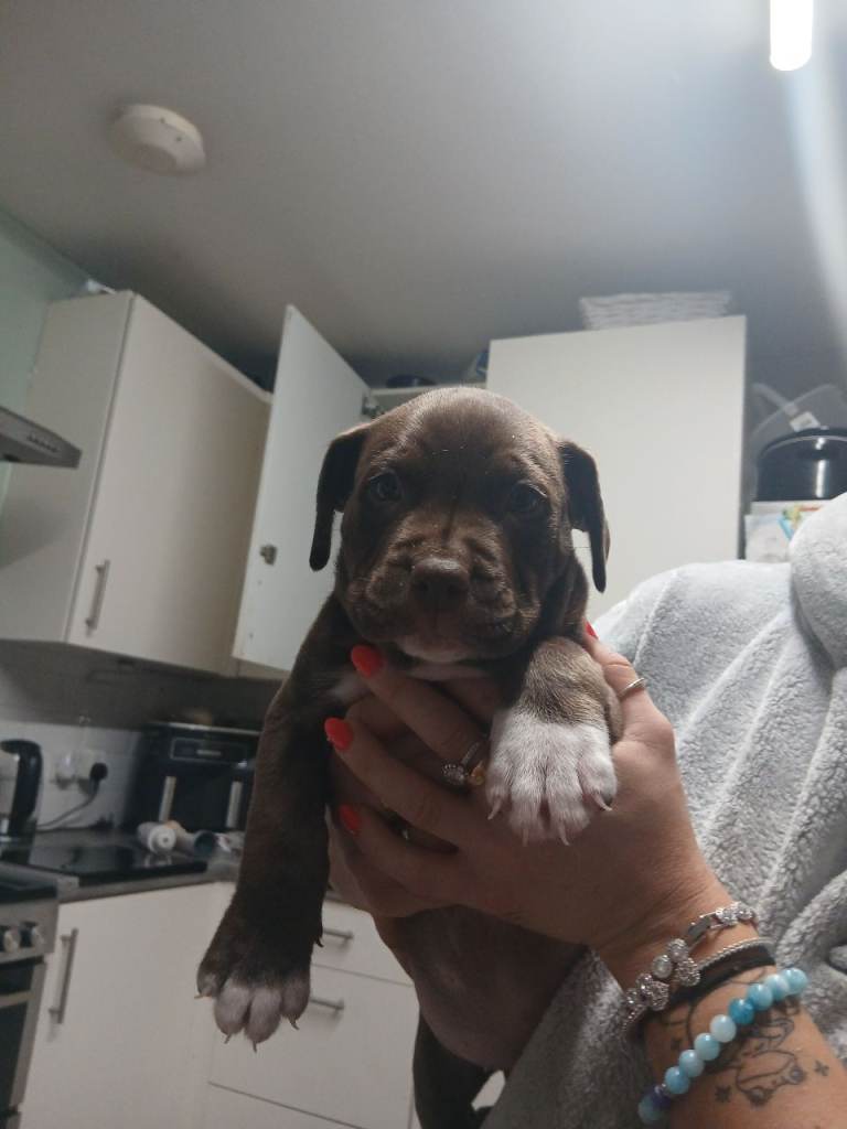 Springer staff x staffy cross