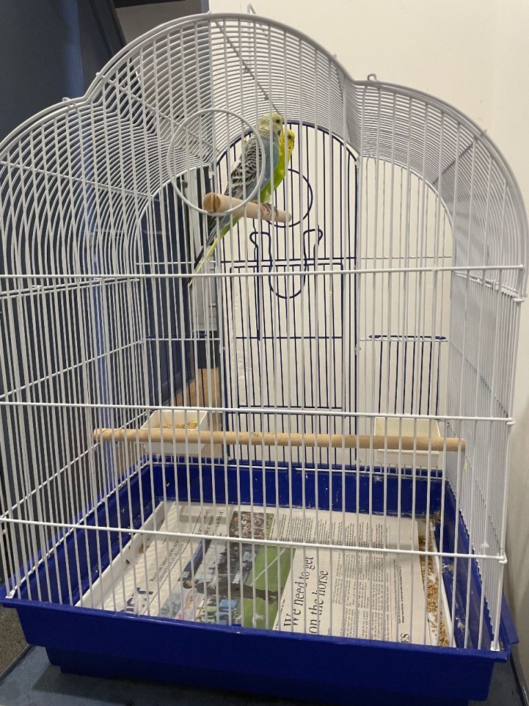 Budgie birds for sale 