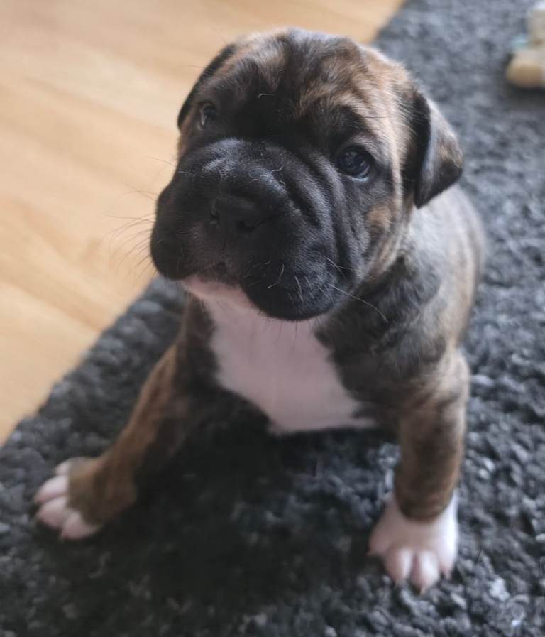 Sharpie cross puppies 