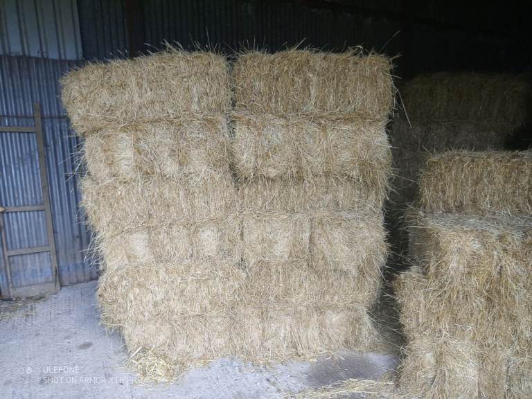 Good Quality Hay Bales for Sale