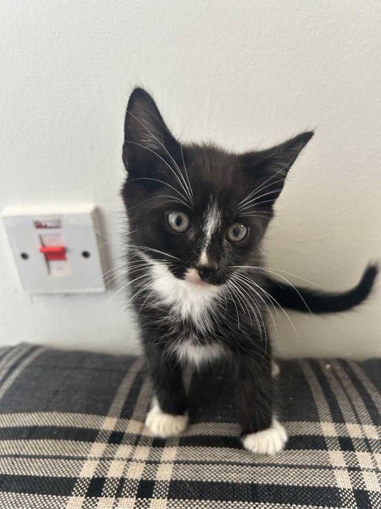 Beautiful kittens 8 weeks old 
