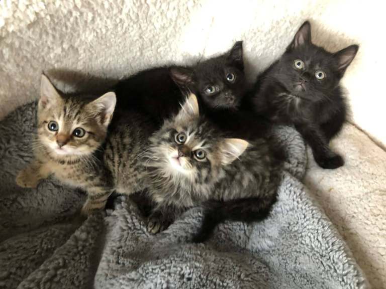 SWEET KITTENS 