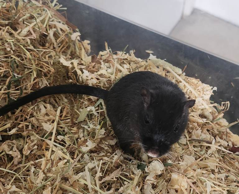 Gerbils