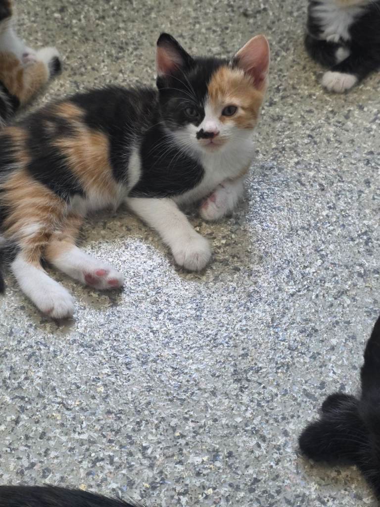 Kittens for sale 