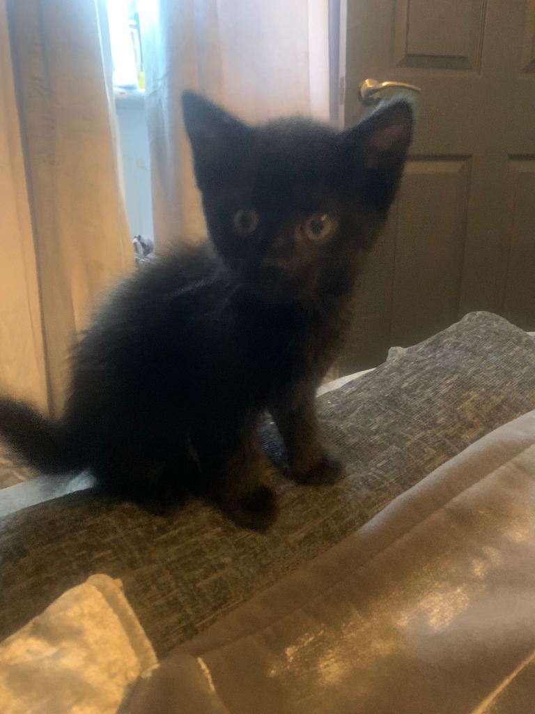 Girl Kitten 