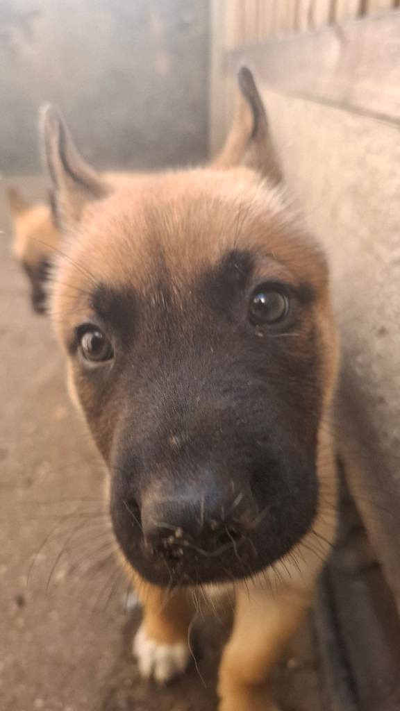 🐾✨ Blue and Grey eyed BEAUTIFUL HUSKY x BELGIAN MALINOIS PUPPIES ✨🐾