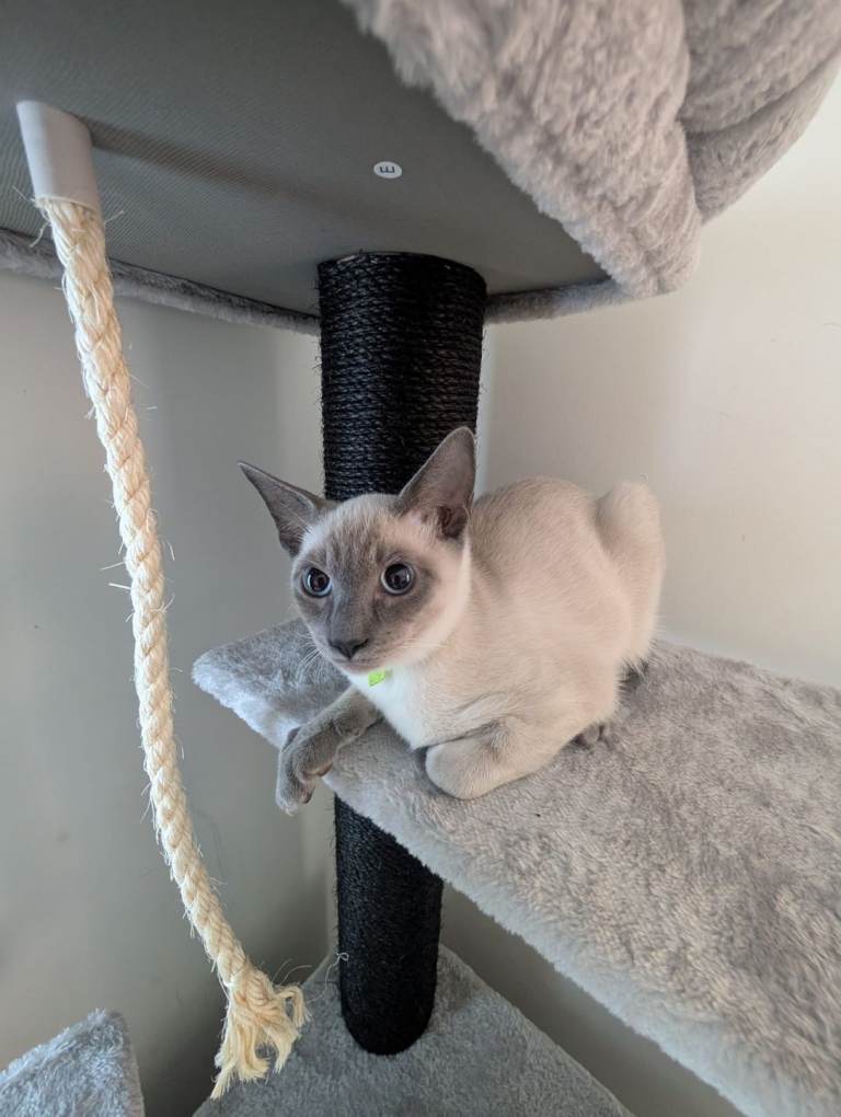 Adorable siamese boy kitten