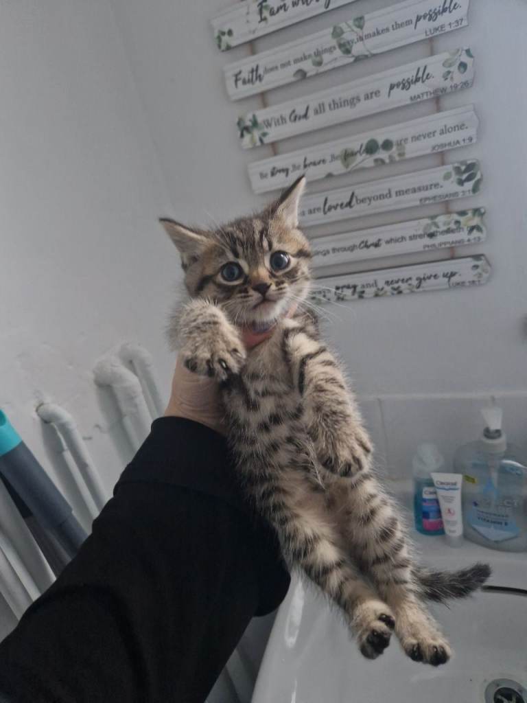 Kittens