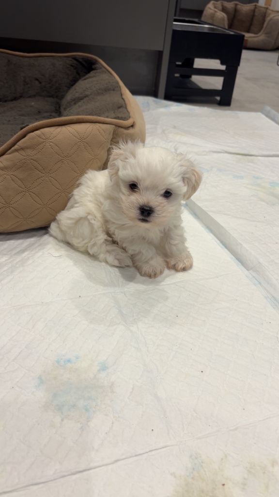 2 boy Maltese puppies ready to go 