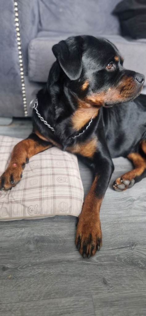 Rottweiler x staff x husky 