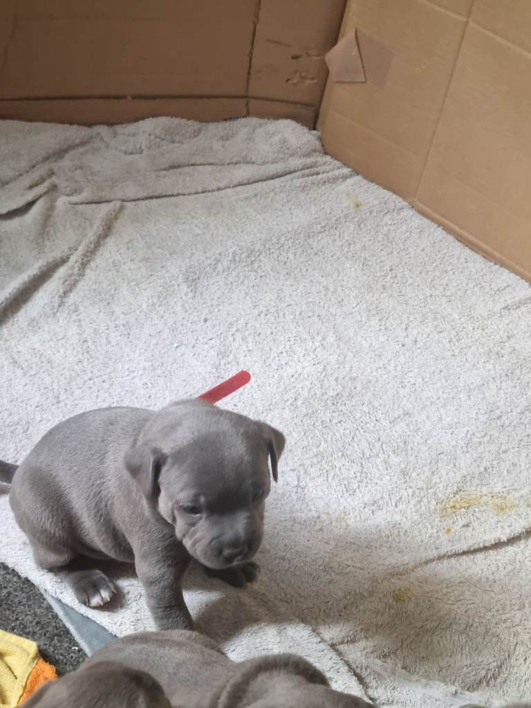 Blue Staffordshire bull terrior 