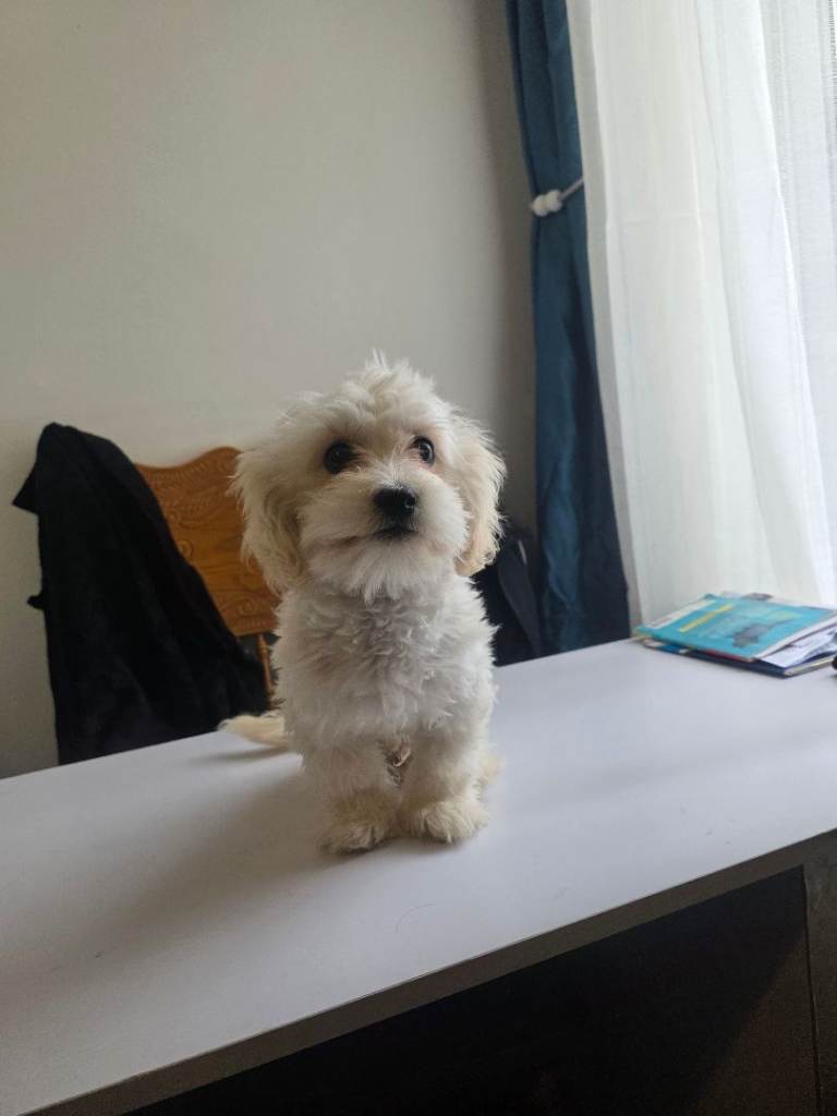 Dog 