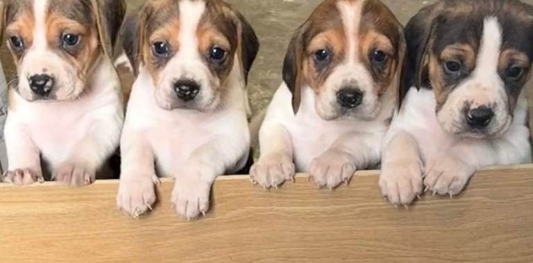 Beautiful beagle pups