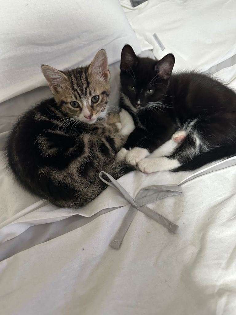 Male kittens 