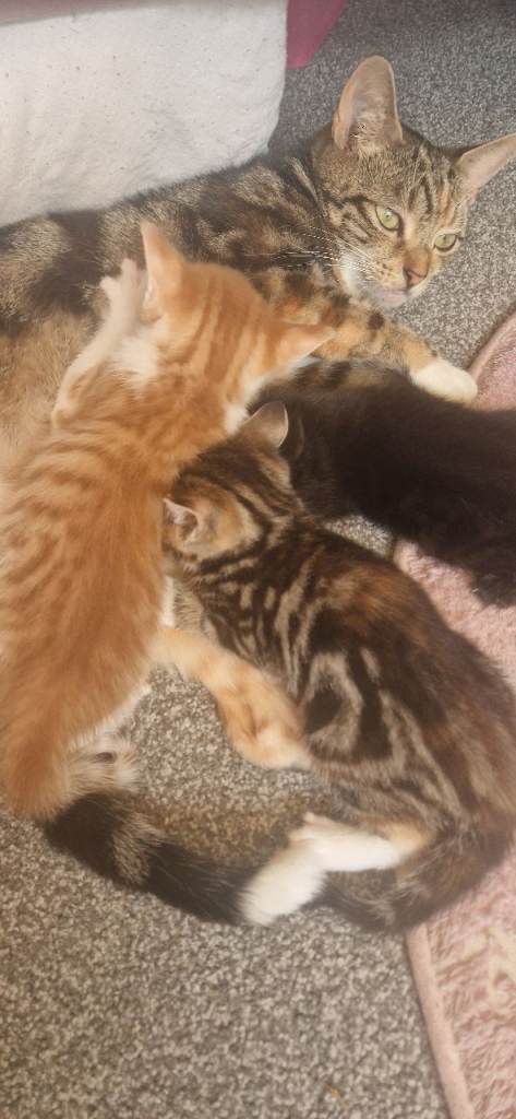 Half bengal kittens looking for forever homes.