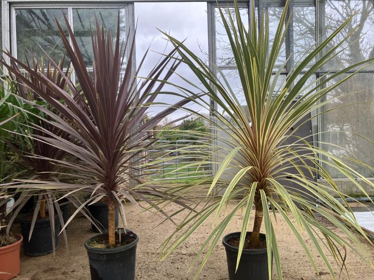 BIG CORDYLINES FOR SALE 