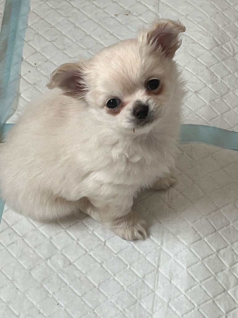 Long coat chihuahuas 