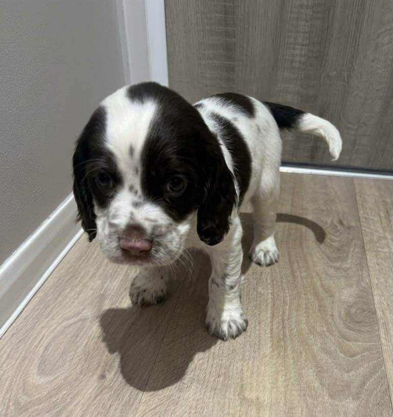 Gorgeous cocker spaniel puppies | in Southside, Glasgow | Gumtree
