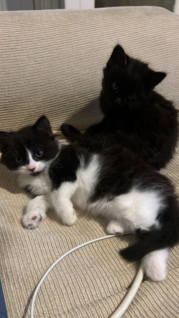 Kittens for sale £130