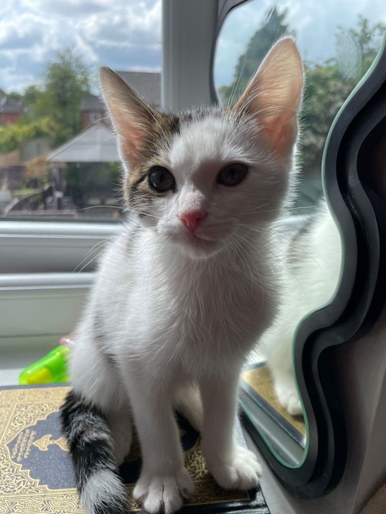 Kitten