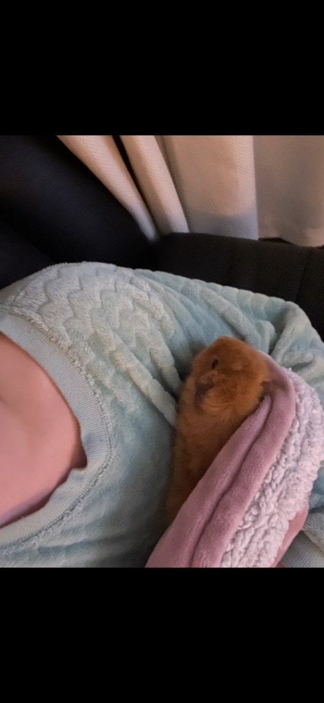 1 year old guinea pig