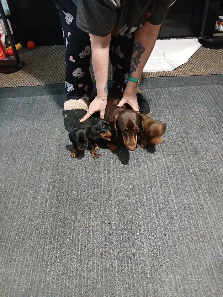 Dachshund puppies for sale 