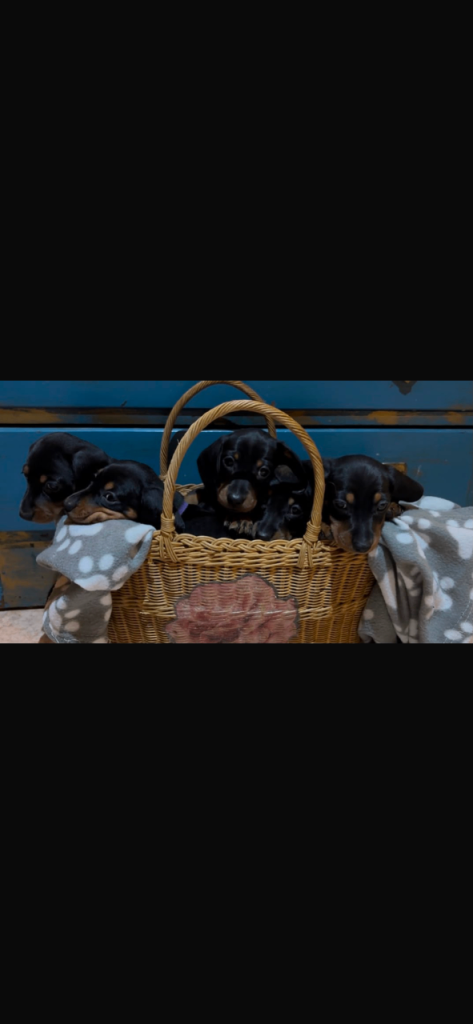 5 Beautiful Miniature Dachshunds for sale! 🐾❤️ 