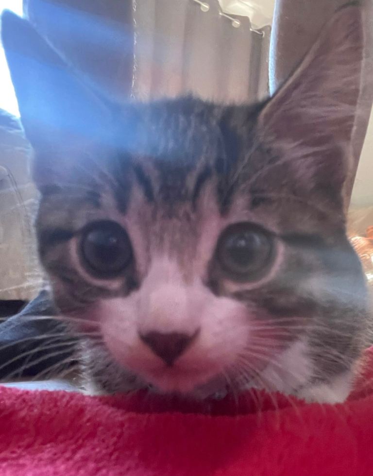 Beautiful Bengal Male Kitten 