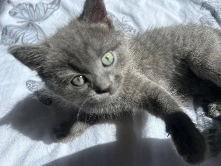 Kitty 
