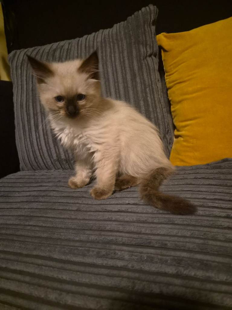 Fluffy lovely purebred Ragdol kittens 