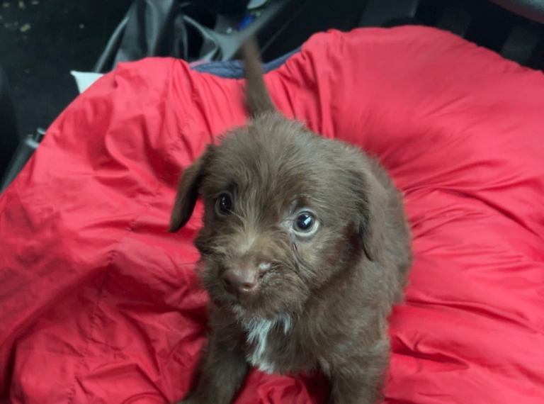 Toy jackapoo 1 chocolate boy left 🤎