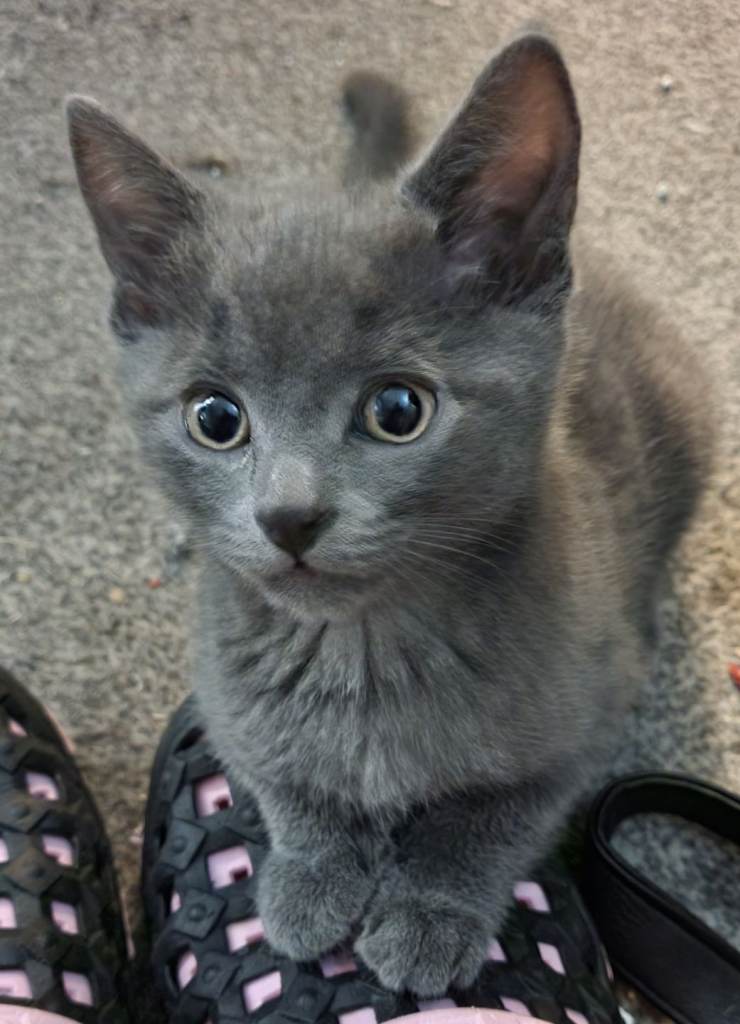 Adorable kittens 