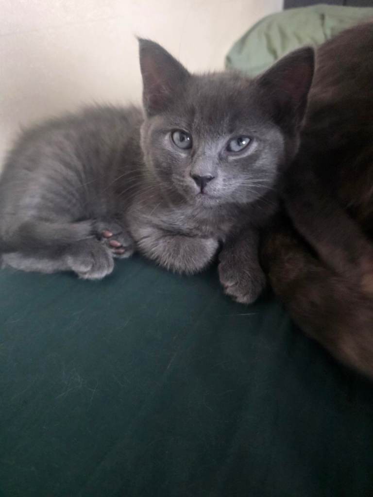 Beautiful kitty 