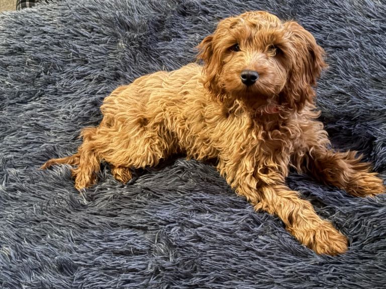 20 week old cockapoo