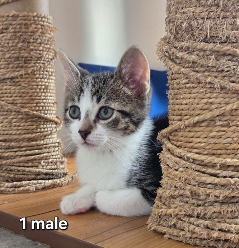 Stunning Kittens – Born 22 December – £150