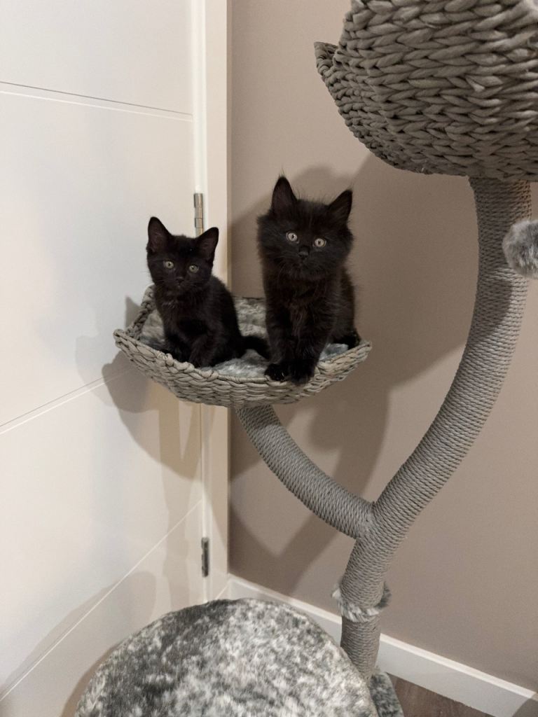 Sibling Kittens 
