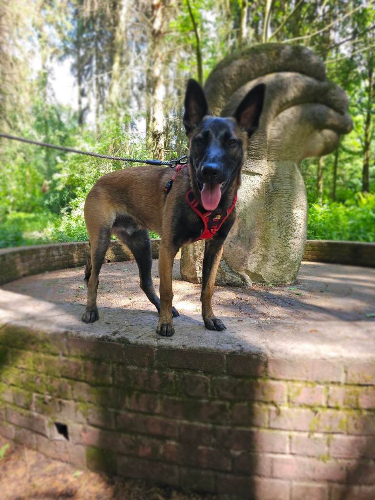 Belgian malinois dog 