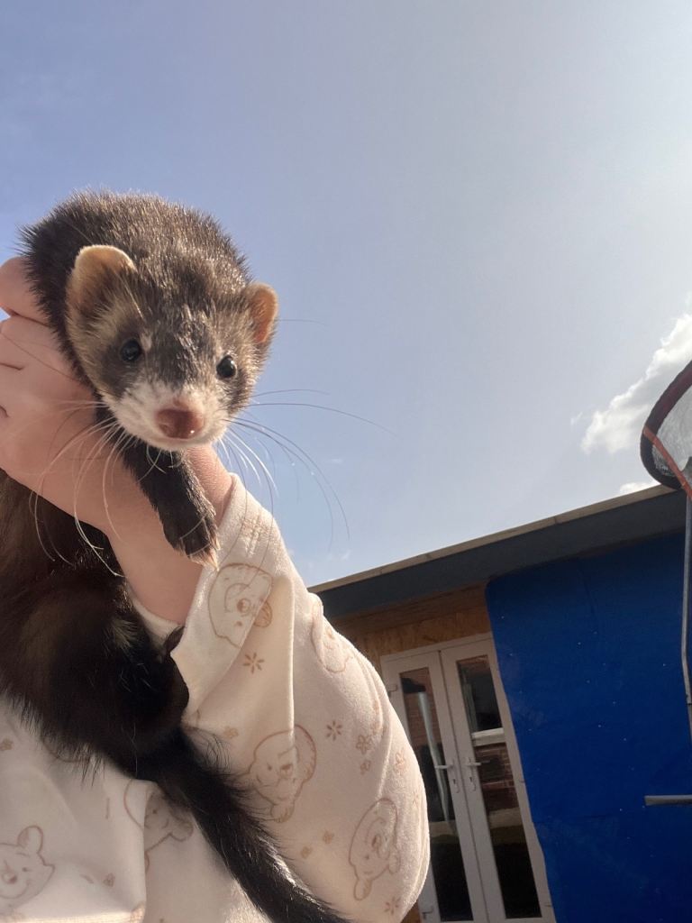 Ferret 