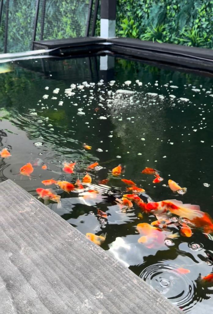 Oranda & Ranchu