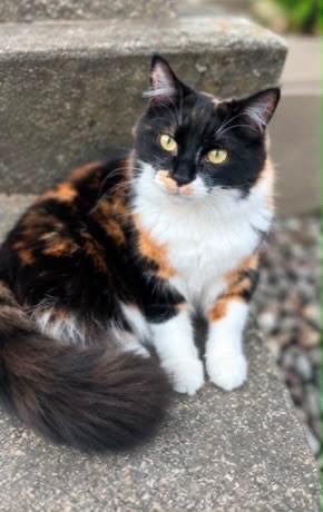 Norwegian Forest Cat