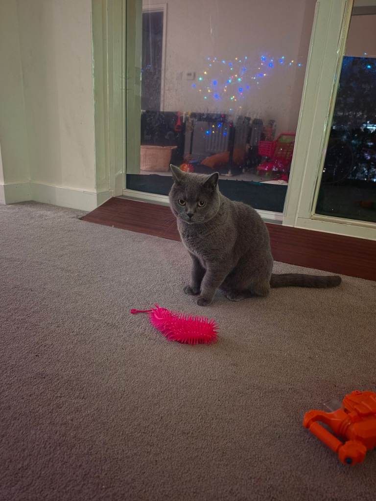 6-Year-Old British Shorthair Cat Looking for a Loving Home