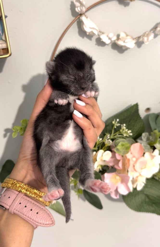 Kittens for sale - ONE LEFT 
